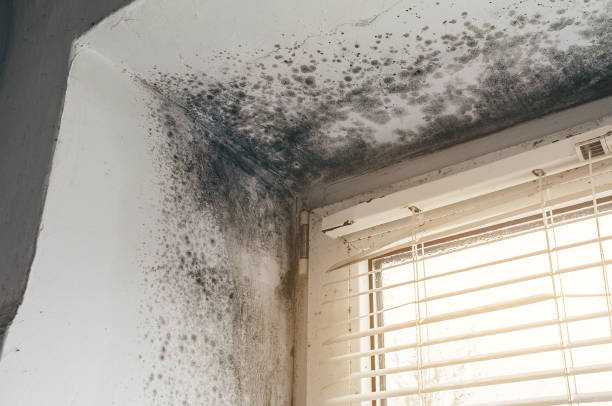 Mold Remediation service in Hanscom AFB, Hanscom AFB, MA